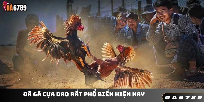 Đá gà cựa dao rất phổ biến hiện nay