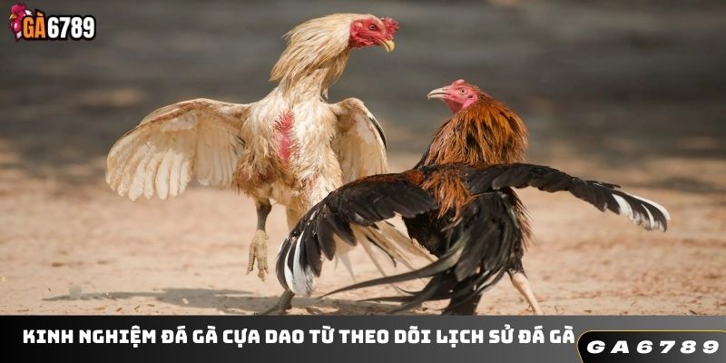 Kinh nghiệm đá gà cựa dao từ theo dõi lịch sử đá gà