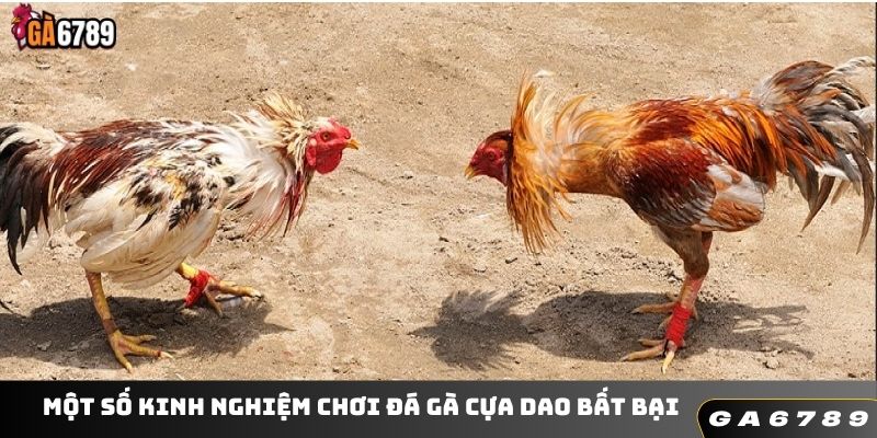 Một số kinh nghiệm chơi đá gà cựa dao bất bại