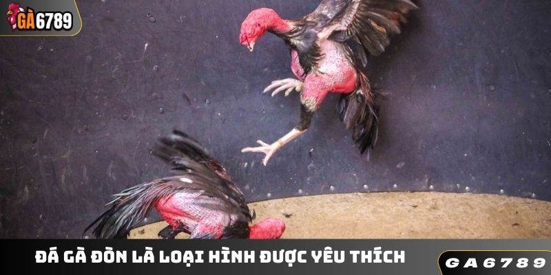 Đá gà đòn là loại hình được yêu thích