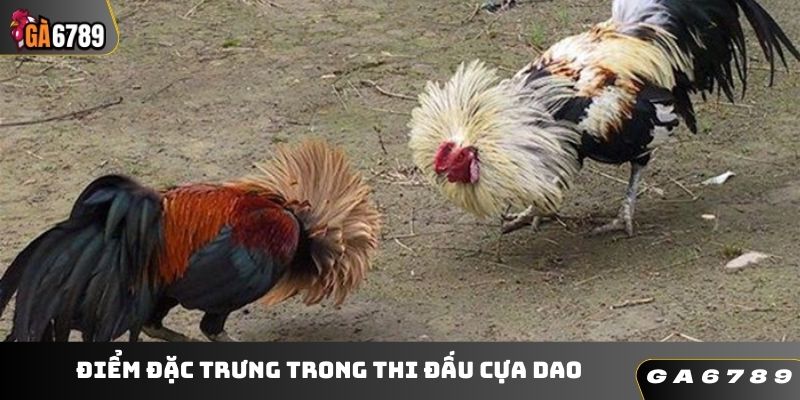 Đặc trưng của thi đấu cựa dao