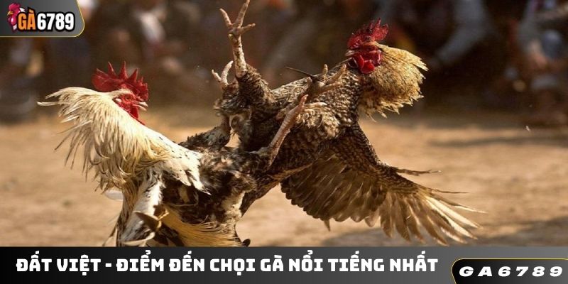 Đất Việt - điểm đến chọi gà nổi tiếng nhất