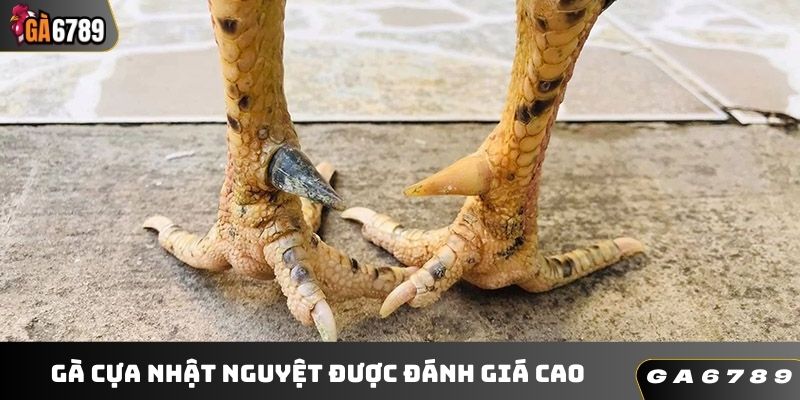 Gà đá cựa nhật nguyệt được tìm kiếm