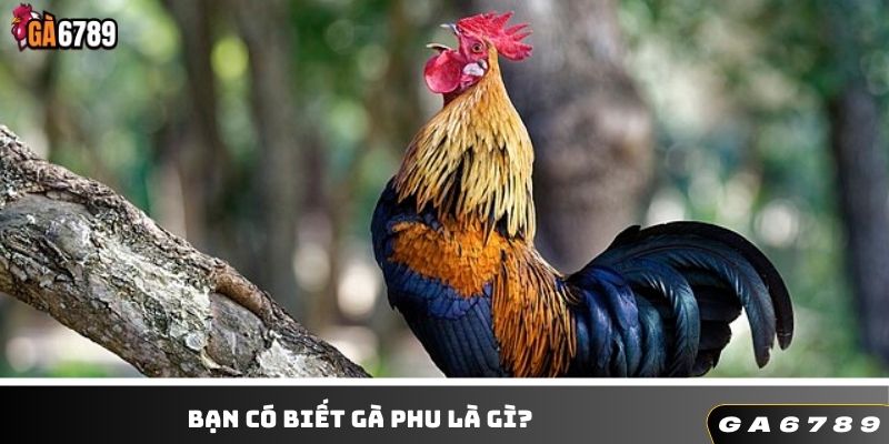 Giải mã câu hỏi gà phu là gì