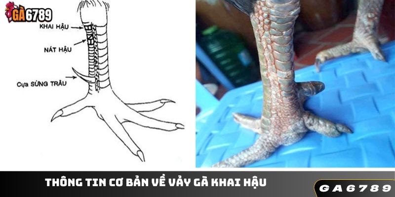 Giới thiệu vảy gà khai hậu