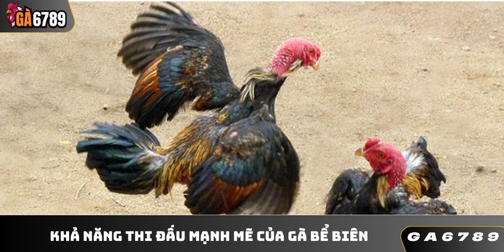 Khả năng thi đấu mạnh mẽ của gà bể biên