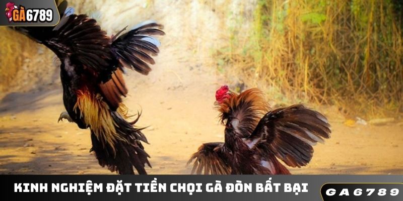 Kinh nghiệm đặt tiền chọi gà đòn bất bại