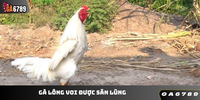 Linh kê lông voi nổi tiếng