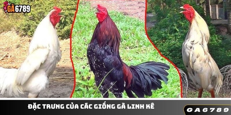 Những đặc trưng nổi bật của linh kê