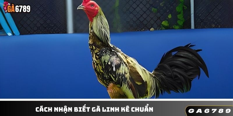 Quan sát vảy để nhận biết gà linh kê