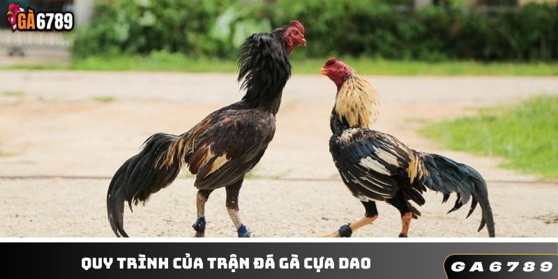 Quy trình diễn ra của trận chọi kê