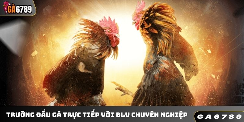 Trường đấu gà trực tiếp với BLV chuyên nghiệp