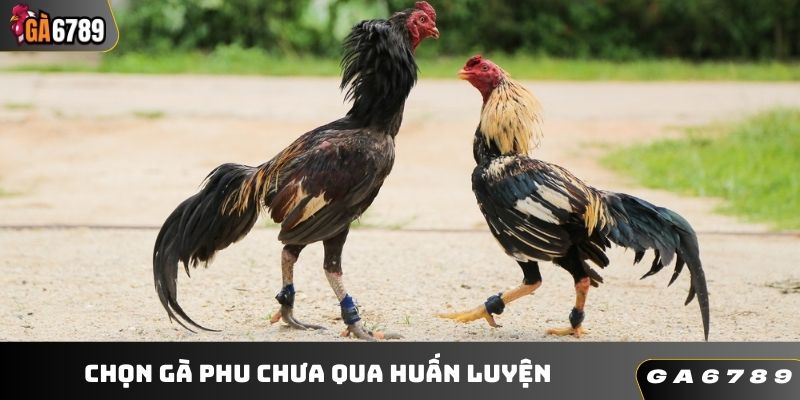 Ưu tiên gà chưa qua huấn luyện