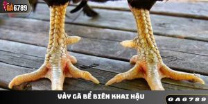 Vảy Gà Bể Biên Khai Hậu - Chiến Kê Bất Bại Trên Mọi Sân Đấu